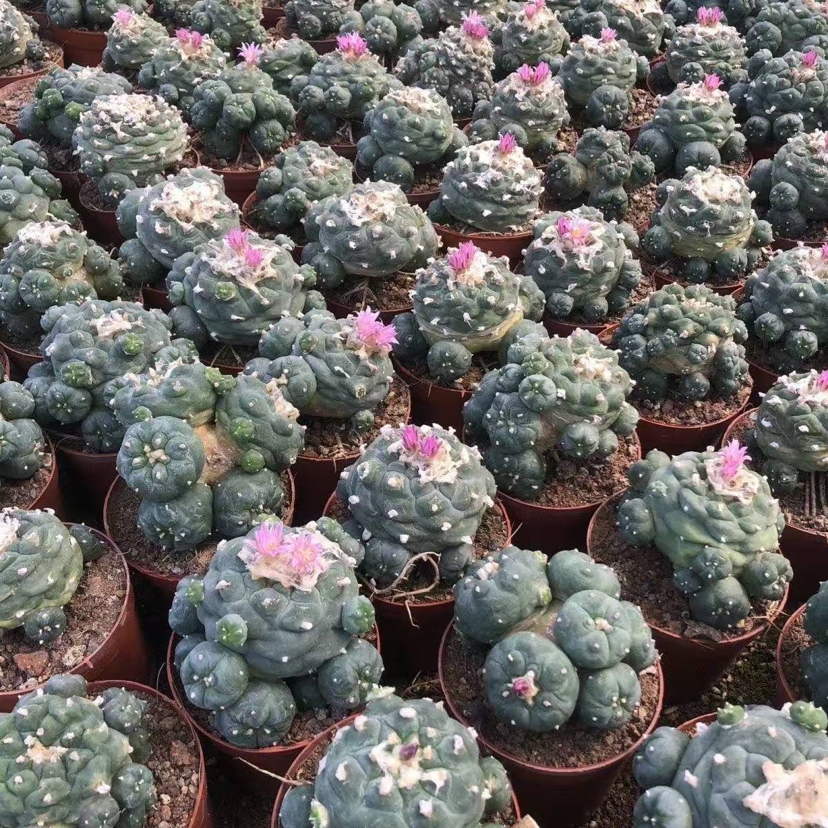 Succulent Cactus Plant Home Garden Decoration Beautiful Cactus Plants 6-8cm gallery