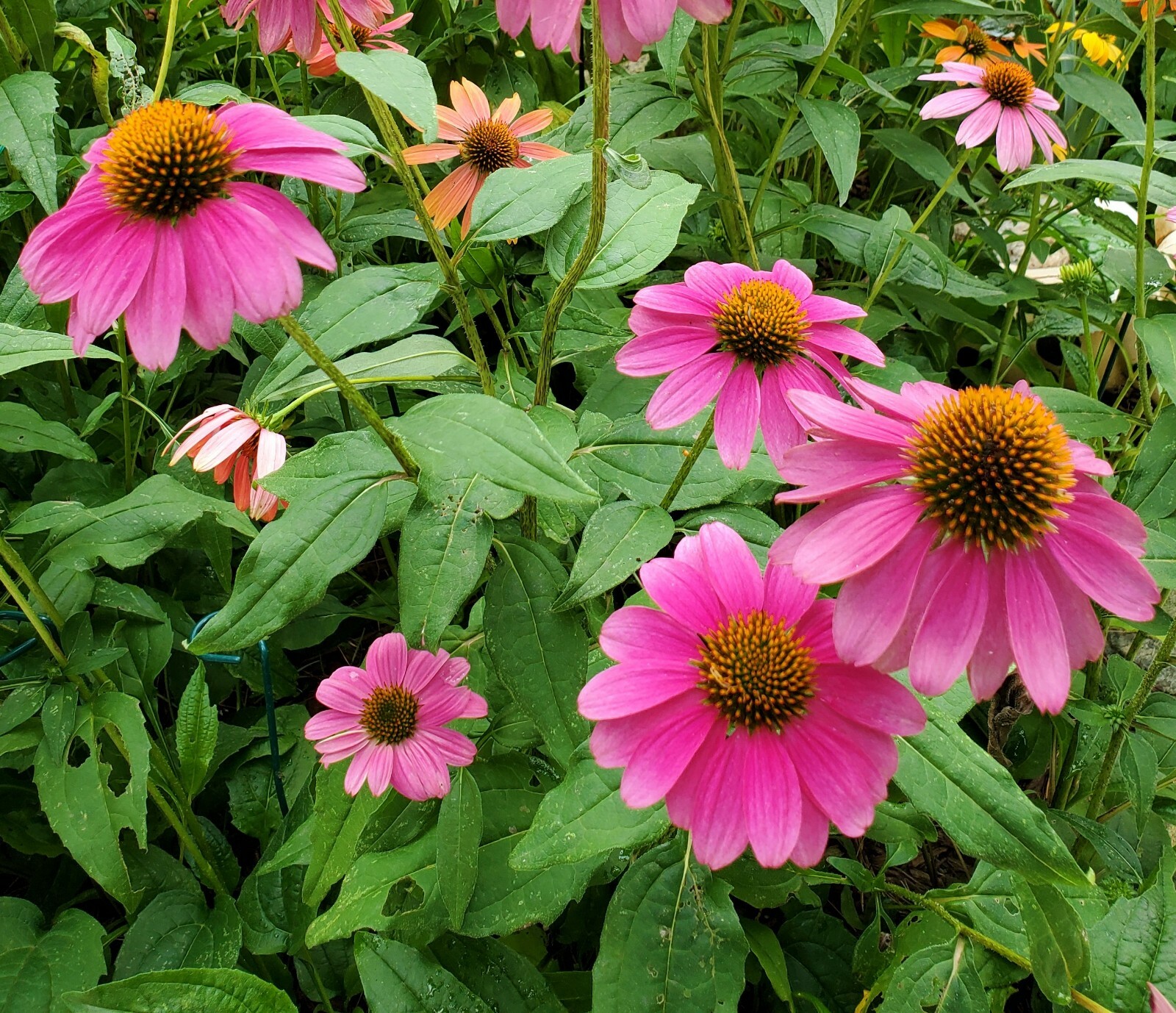 Raspberry Sherbet Coneflower 30+ Seeds Echinacea Pow Wow / Sombrero Perennial gallery