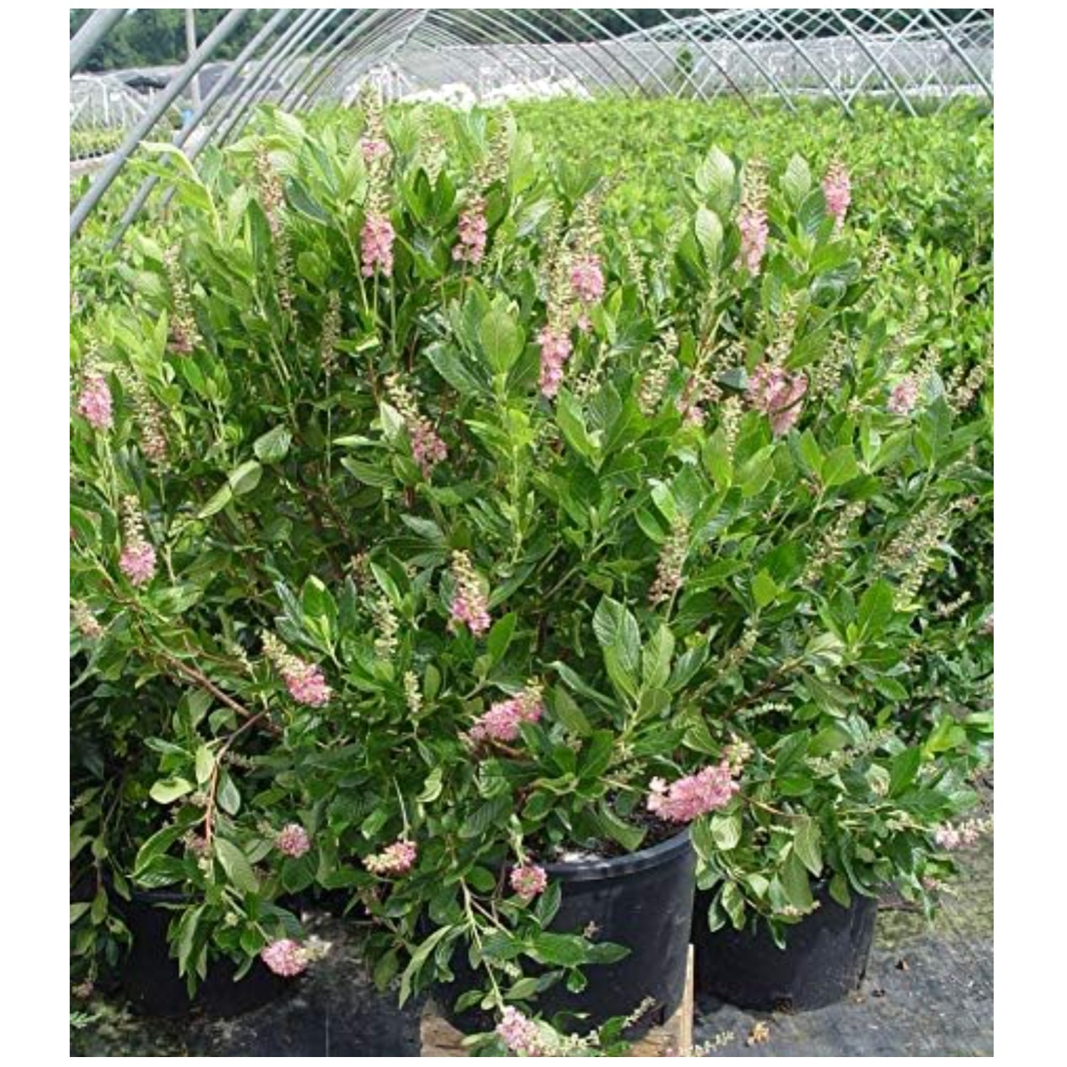 Clethra Alnifolia 'Ruby Spice' in 3 Gallon Pot gallery