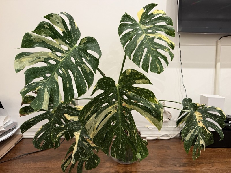 Large Monstera Thai Constellation 46”+ Plant NYC local pickup EXACT PLANT gallery