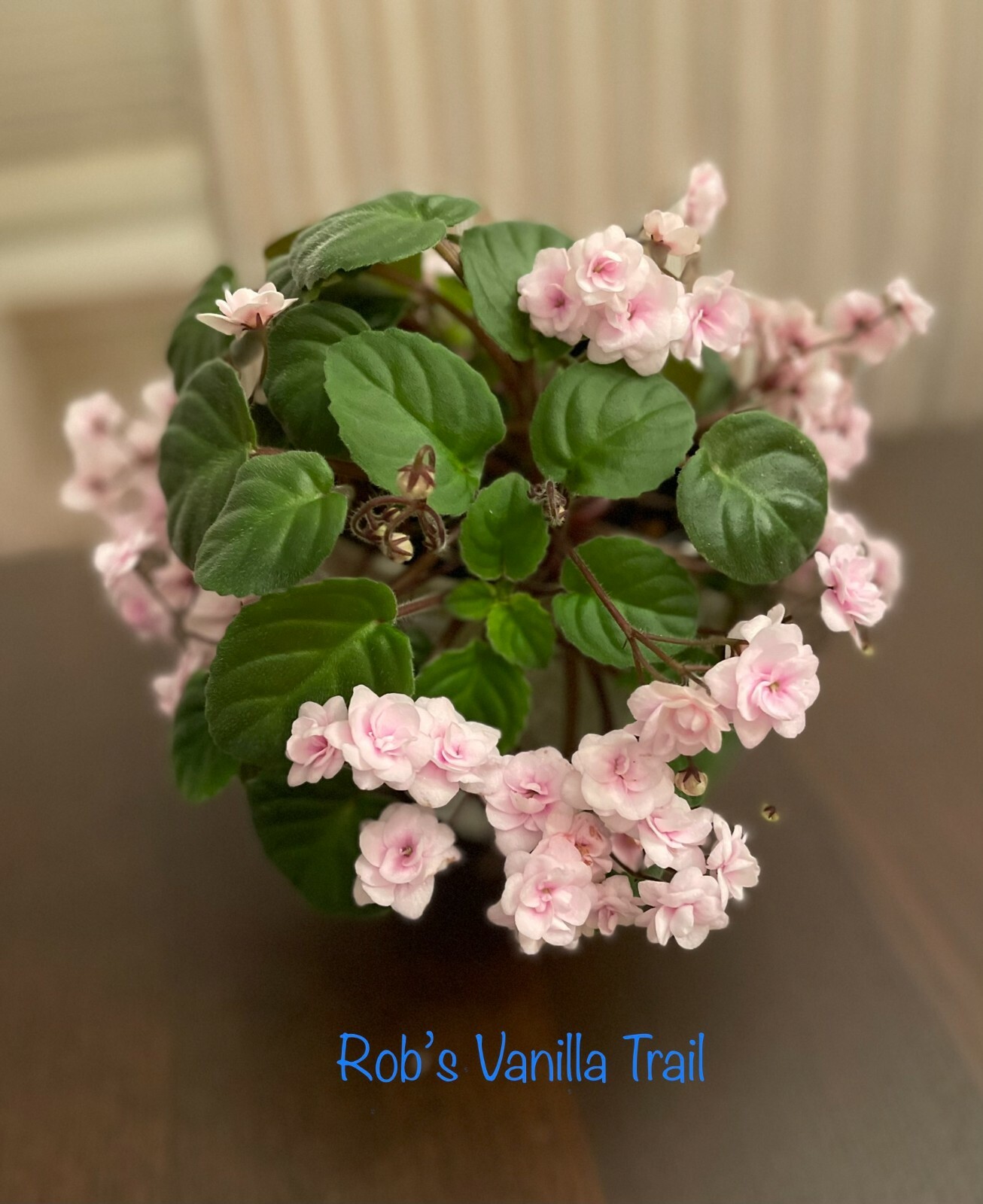 Assorted LEAVES of African Violet Mini/Semi/Standard/Trailers gallery