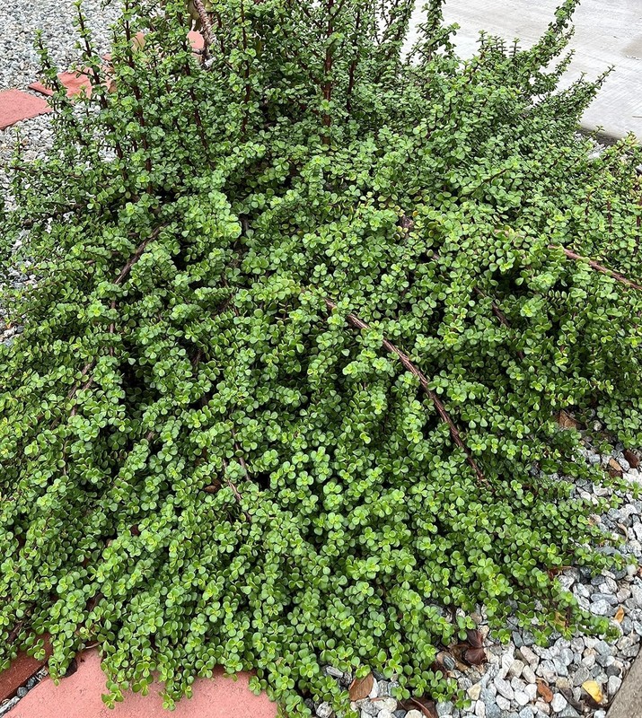 15 Assorted Random Varieties Live Succulent Cactus Plants Unrooted cuttings only gallery