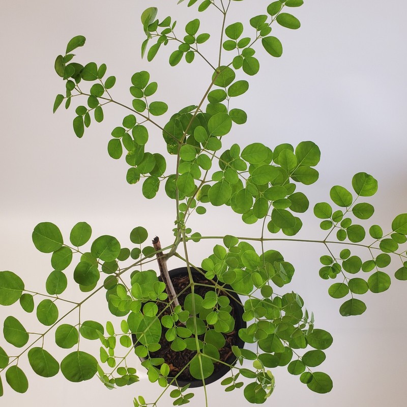 2-3ft Grown Moringa Oleifera Potted Tree 6 Months Old Nutritious Edible Leaves gallery