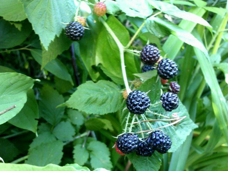 100+ WILD BLACK RASPBERRY SEEDS (Rubus occidentalis) gallery