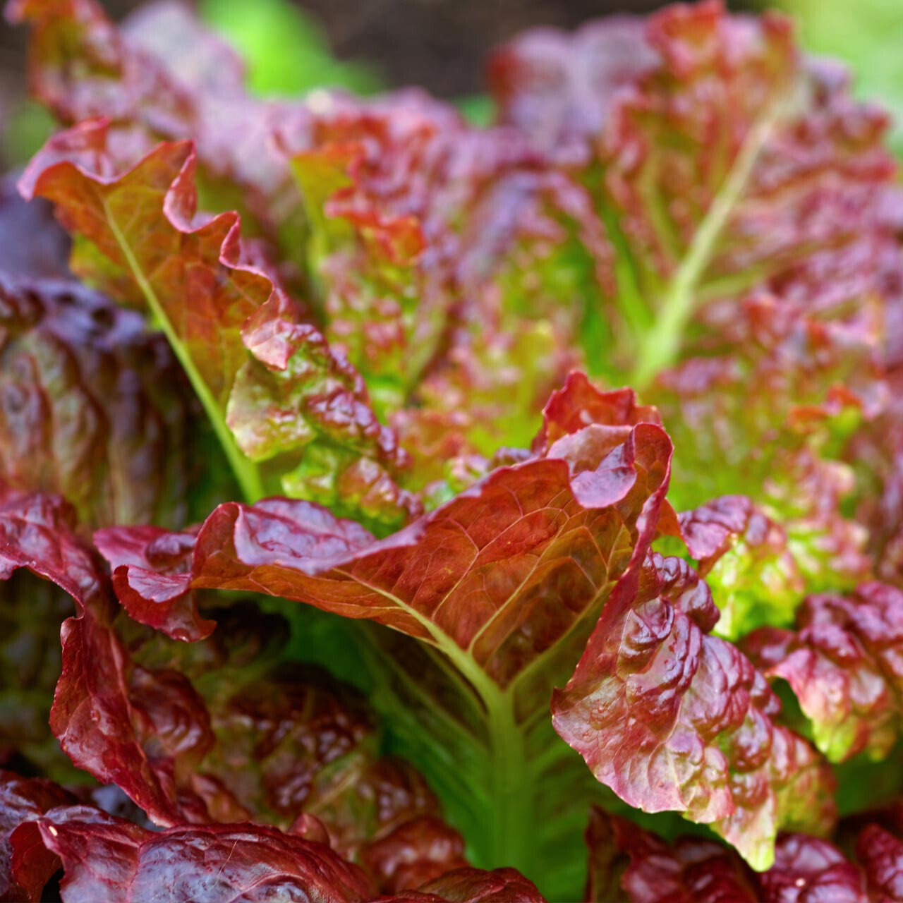 800+ PRIZEHEAD LEAF LETTUCE SEEDS FRESH HARVEST FOR GARDENS gallery