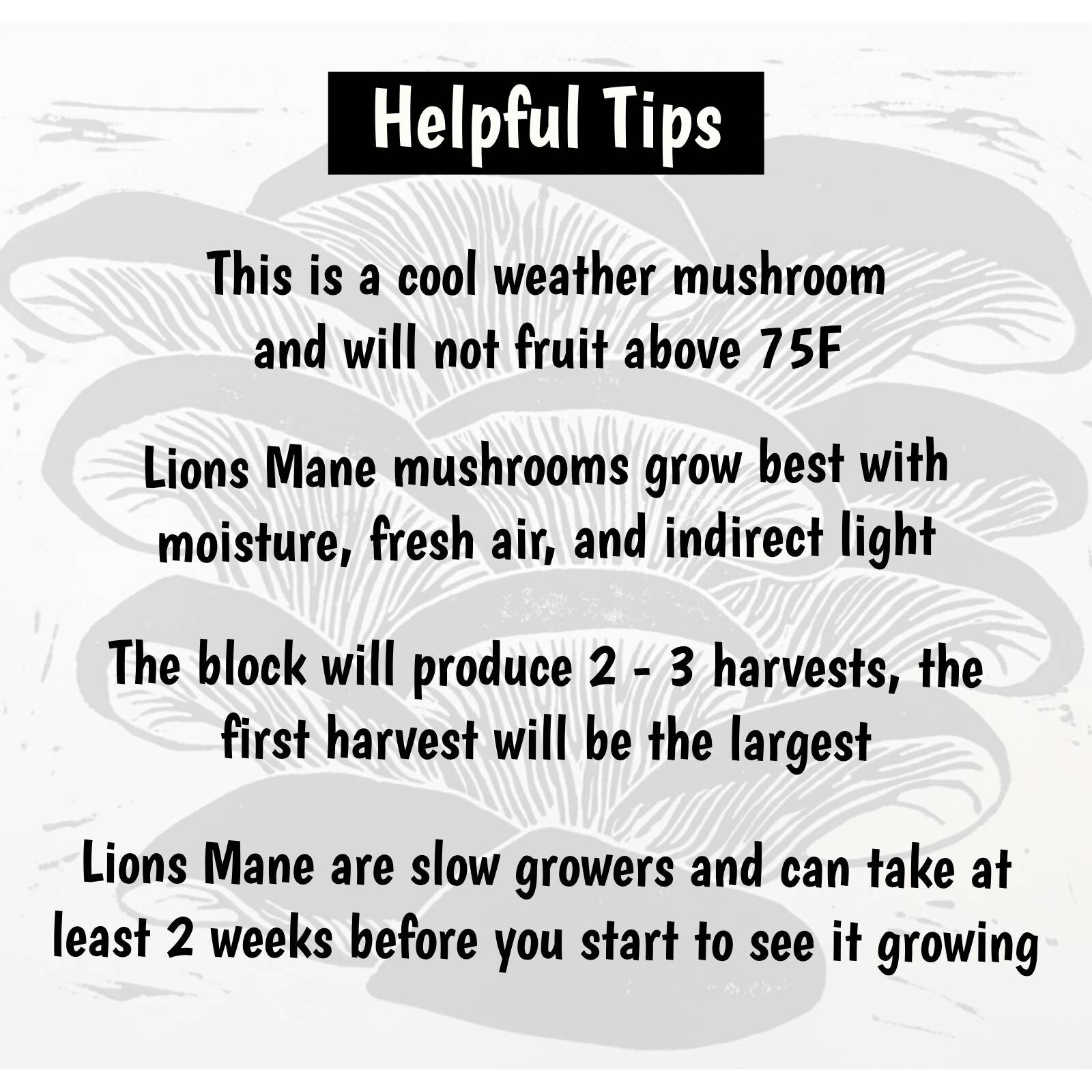 Lions Mane Mushroom grow kit - 5 pound Master's Mix block gallery