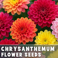 Sunshine Mix Mum Chrysanthemum Seeds 200+ Seeds Mum Flower, Flower Seeds gallery