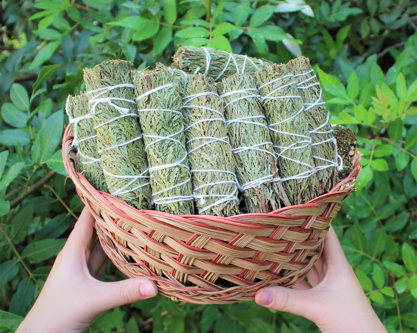 Cedar Sage Smudge Sticks Bulk Wholesale - 1,2,3,5,10,20 or 50 (House Cleansing) gallery