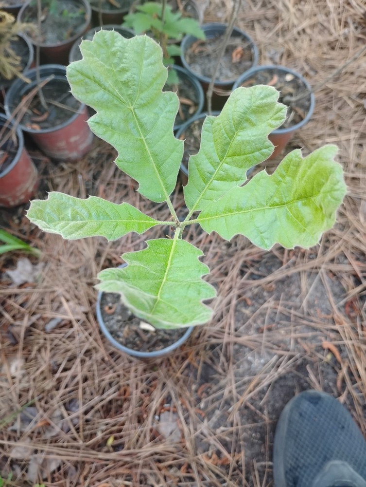 Black Oak Tree, 1 Quart Pot.