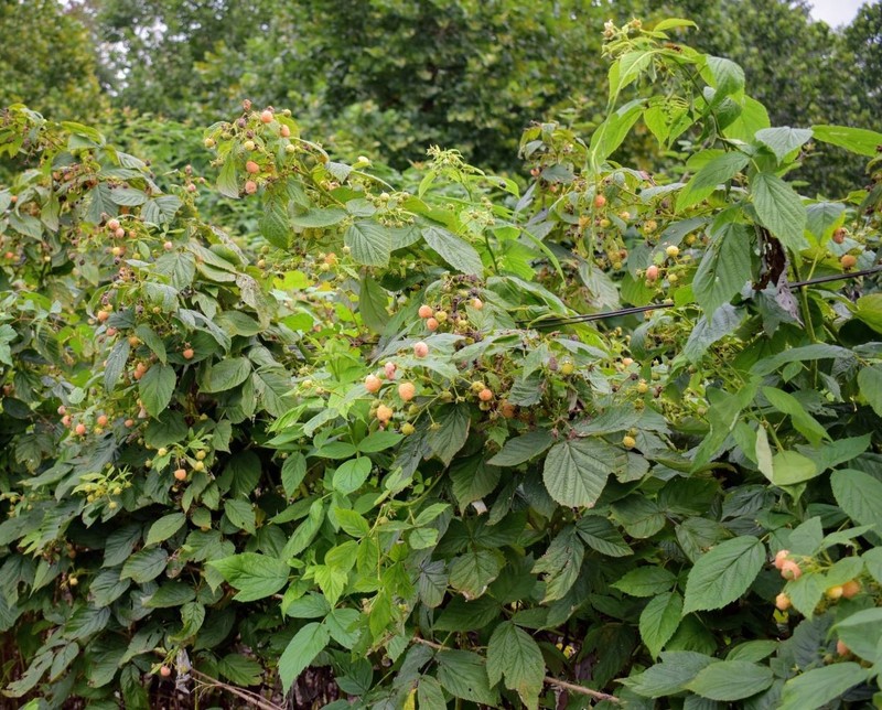 ( 1 ) - Fall Gold Everbearing Raspberry - Starter Plant ( L4 ) ( 1 live plant ) gallery