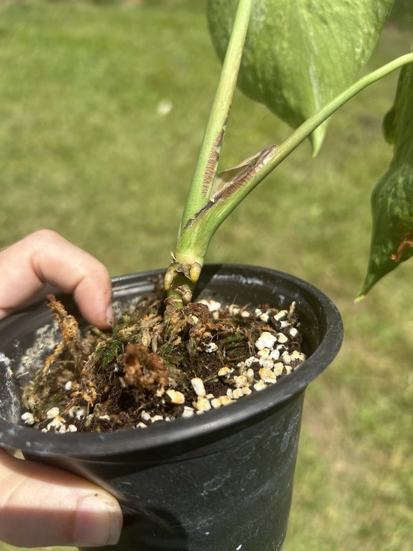 monstera mint variegated Rehab Live Plant gallery