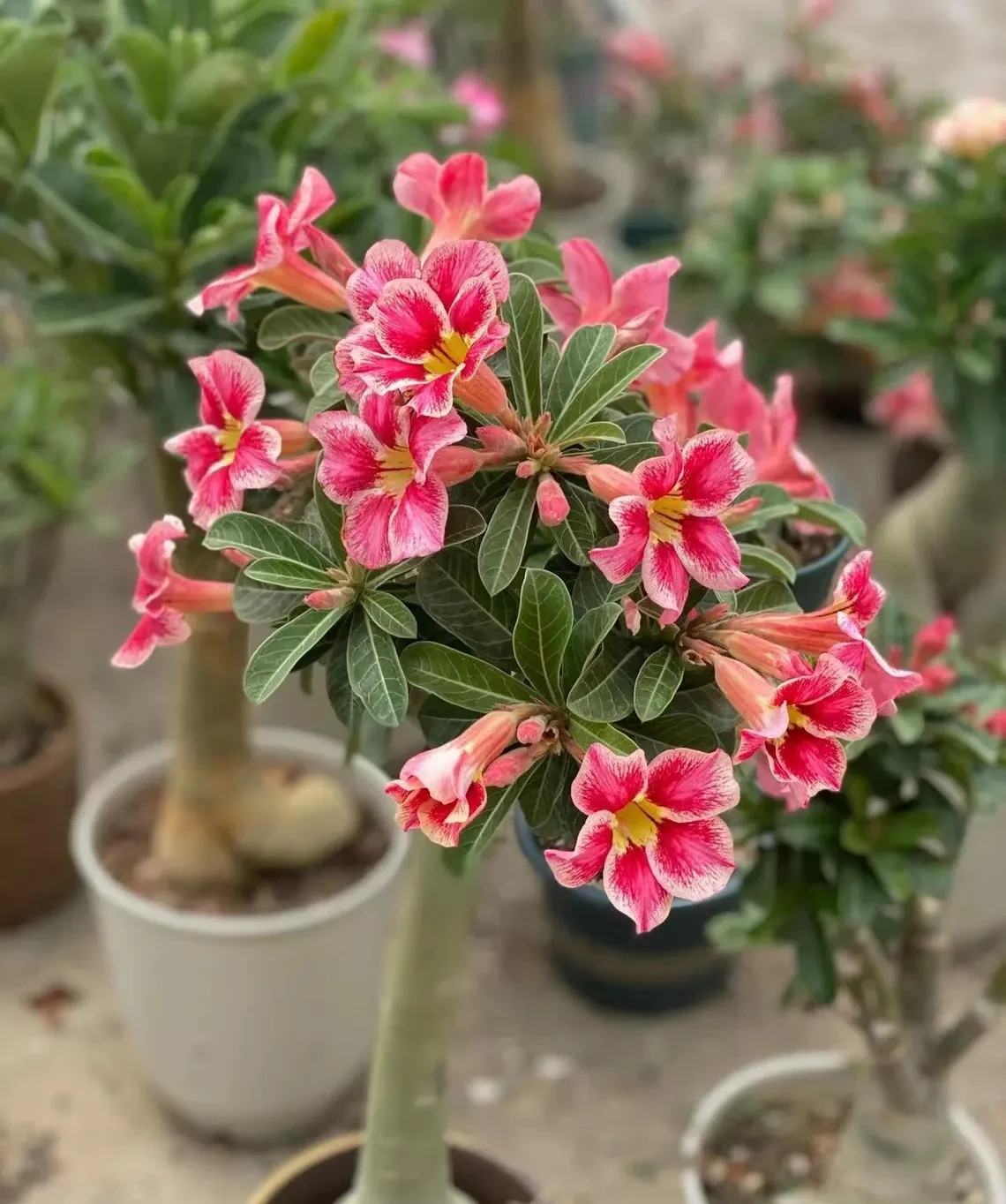 5Pcs Rare Desert Rose Seeds Garden Flower Decor-seed gallery
