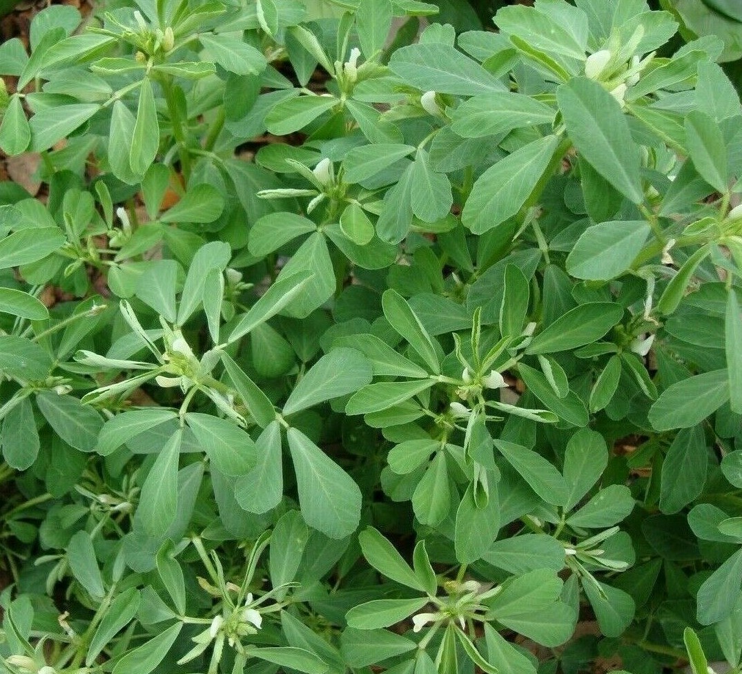 FENUGREEK SEEDS 100+ for growing HERB garden INDIA Culinary SPICE FREE SHIPPING gallery