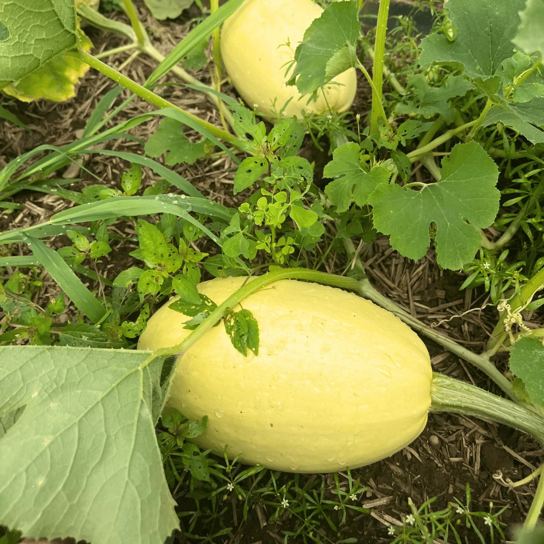SPAGHETTI SQUASH SEEDS 50+ WINTER SQUASH garden Vegetable NON-GMO #68 gallery