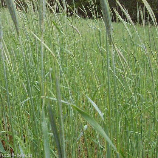 Wrens Abruzzi Winter Rye Grain Seed (Secale cereale) - 10 Lbs. gallery