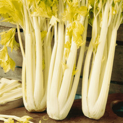 Golden Pascal Celery Seeds, Stringless, Winter King, NON-GMO, FREE SHIPPING