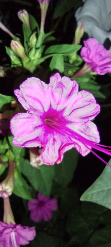 50x Four O' Clock Flower Seeds Attracts Humming birds Butterflies FREE SHIPPING gallery