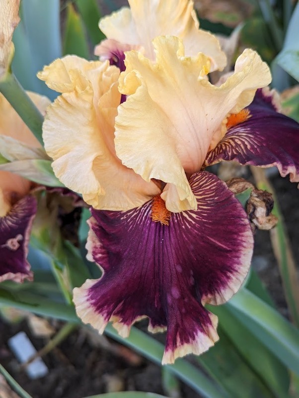 'Glamour Pants' TB Bearded Iris Rhizome PRE-SALE to Ship Aug/Sept gallery