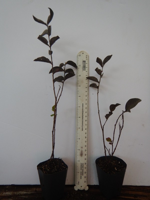 Ruby Thunderstruck Crape Myrtle Starter Lagerstroemia Rooted "STARTER" Plant gallery