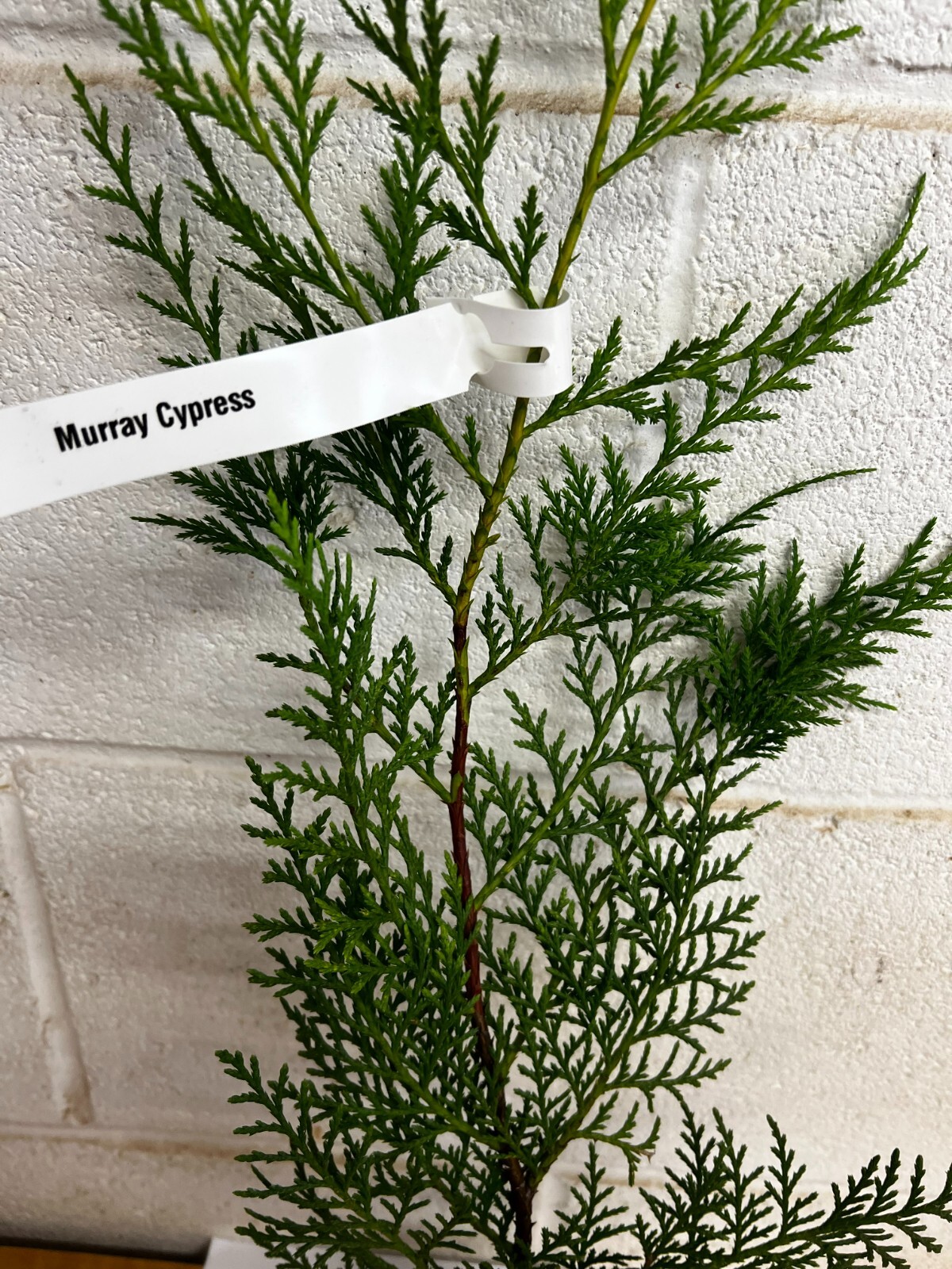 25 Murray Cypress tree 2.5" pot gallery