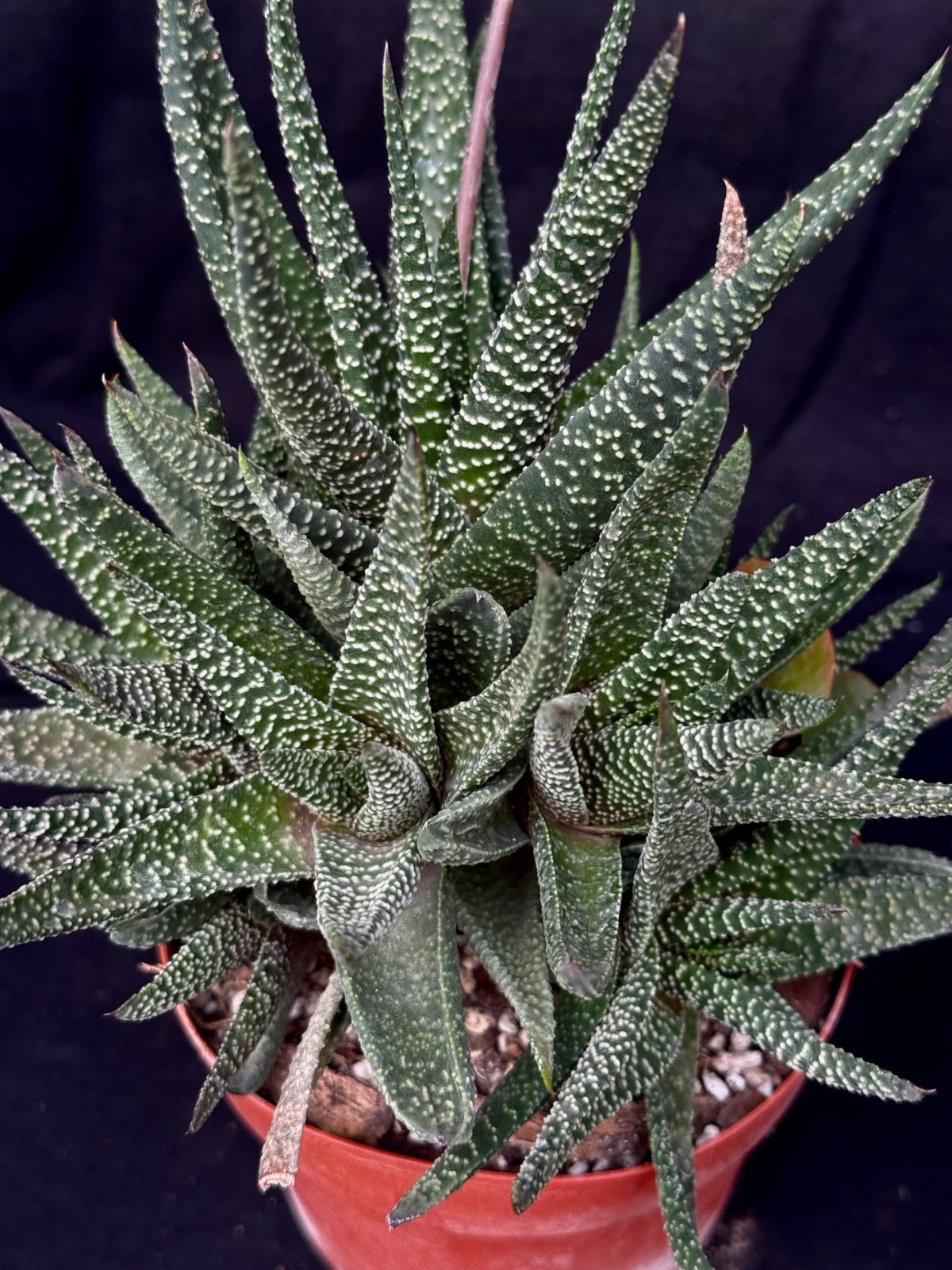 Gasteraloe X Royal Highness , 5"succulent gallery