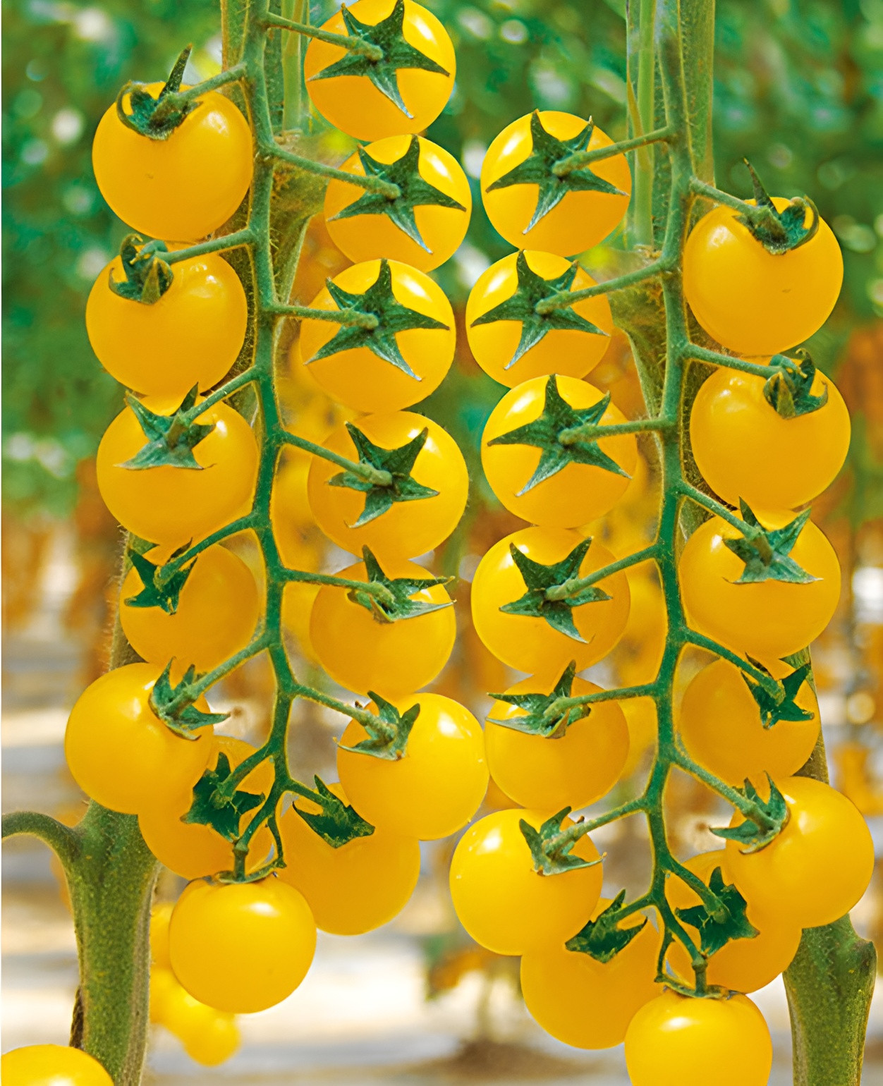 100 Heirloom Large Yellow Cherry Tomato Seeds - Egg Yolk - 1oz Sweet High Yields gallery