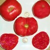 Dester - Award Winner From Germany - 40 Seeds - Buy any 3 or more var, 20% off! gallery