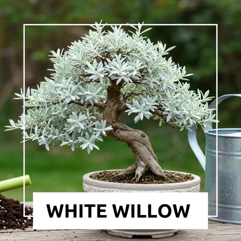 Live Dwarf White Willow Bonsai Tree - Stunning Silvery-Green Leaves FREE SHIP... gallery