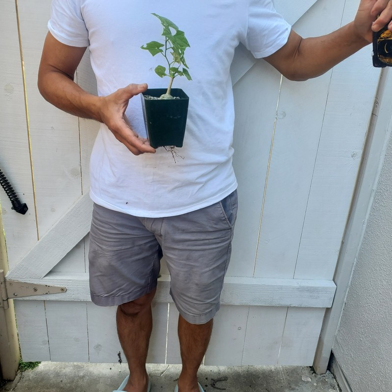 Gerrardanthus macrorhizus Succulent gallery