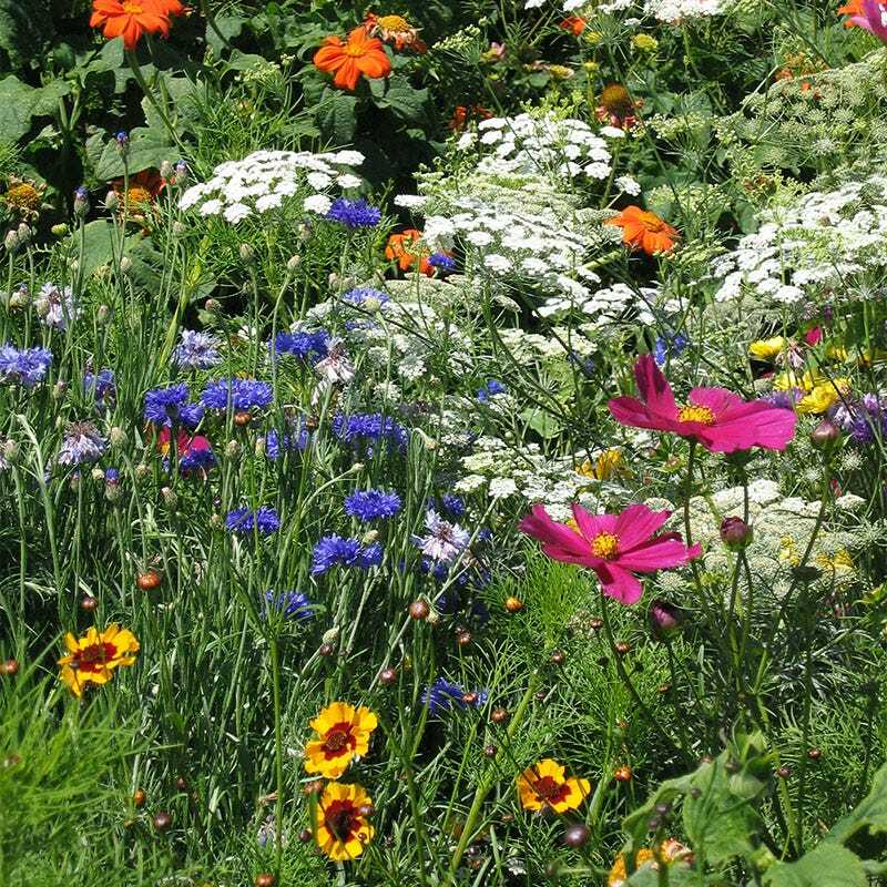 Wildflower Mix DROUGHT RESISTANT 25 Species Dry Area Flowers Non-GMO 500+ Seeds gallery
