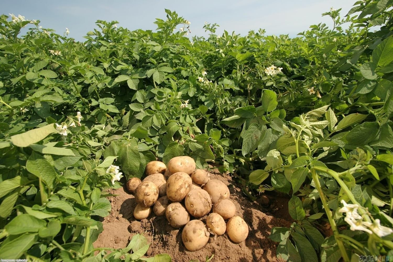 Simply Seed - Irish Cobbler Potato Seed - 5Lb Farm Fresh - AAA Grade - American gallery