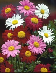 Pyrethrum seёds 0,1g Pyrethrum Giants Robinson seёds, organic heirloom #394