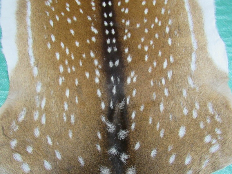Axis Deer Skin Hide Average Size: 37" X 30" Top Grade Axis Deer Hide Top Grade gallery