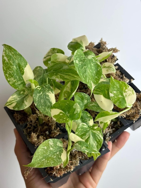 Monstera Thai constellation live plant , Variegated Monstera gallery