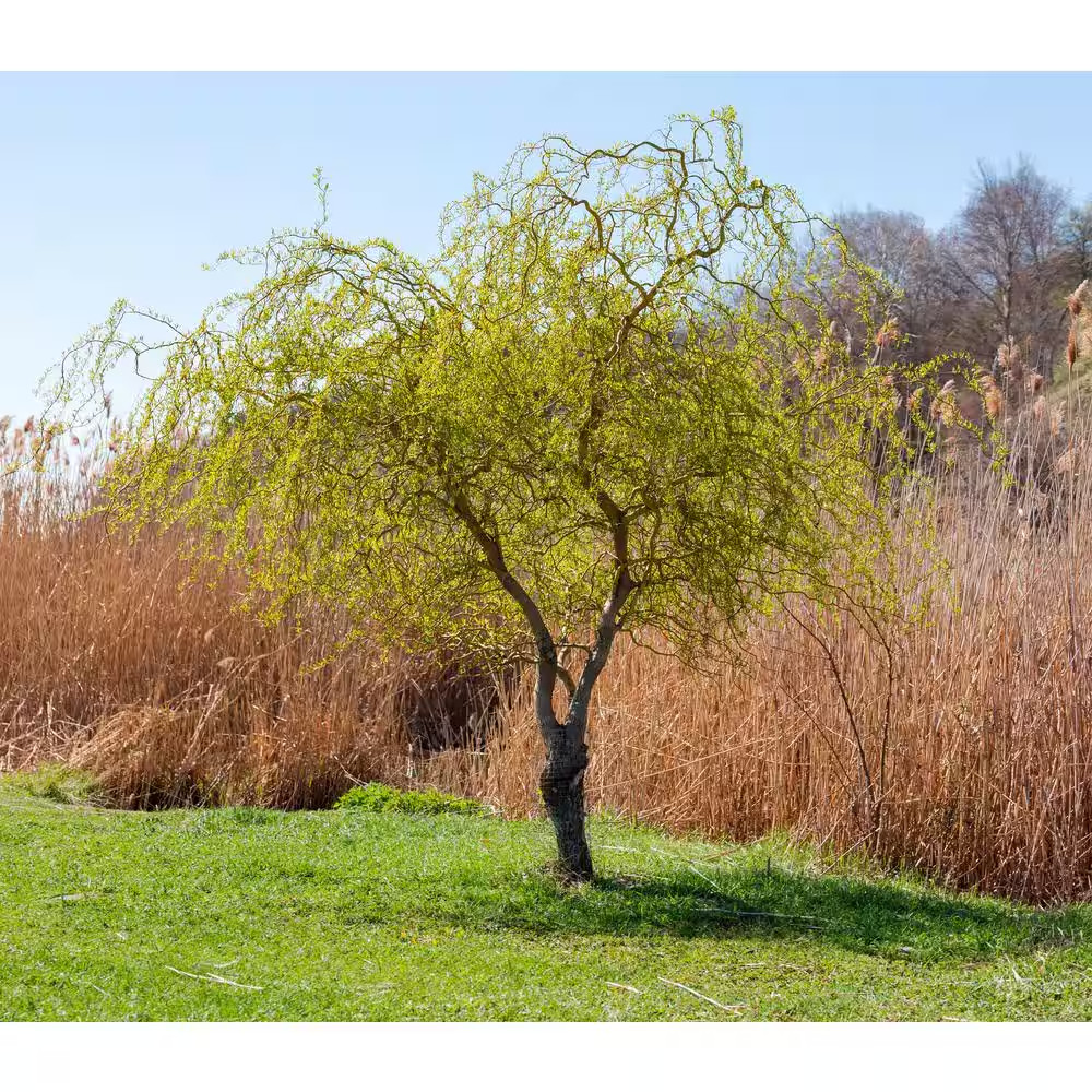 3 Ft. - 4 Ft. Tall Bare-Root Corkscrew Willow Tree gallery