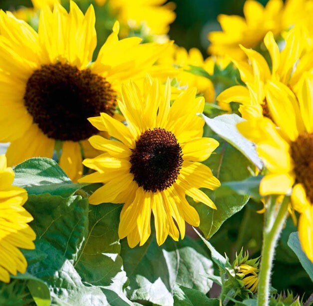 Sunflower HENRY WILDE Yellow Multiple Blooms Birds, Bees & Butterflies 100 Seeds gallery