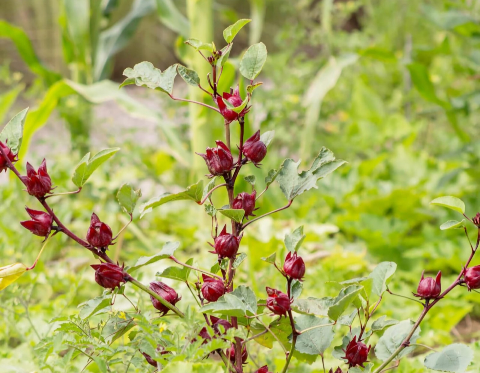25 Red Sorrell Hibiscus Seeds Sabdariffa Organic Tea Flower Calyx Sour Leaf Yum gallery