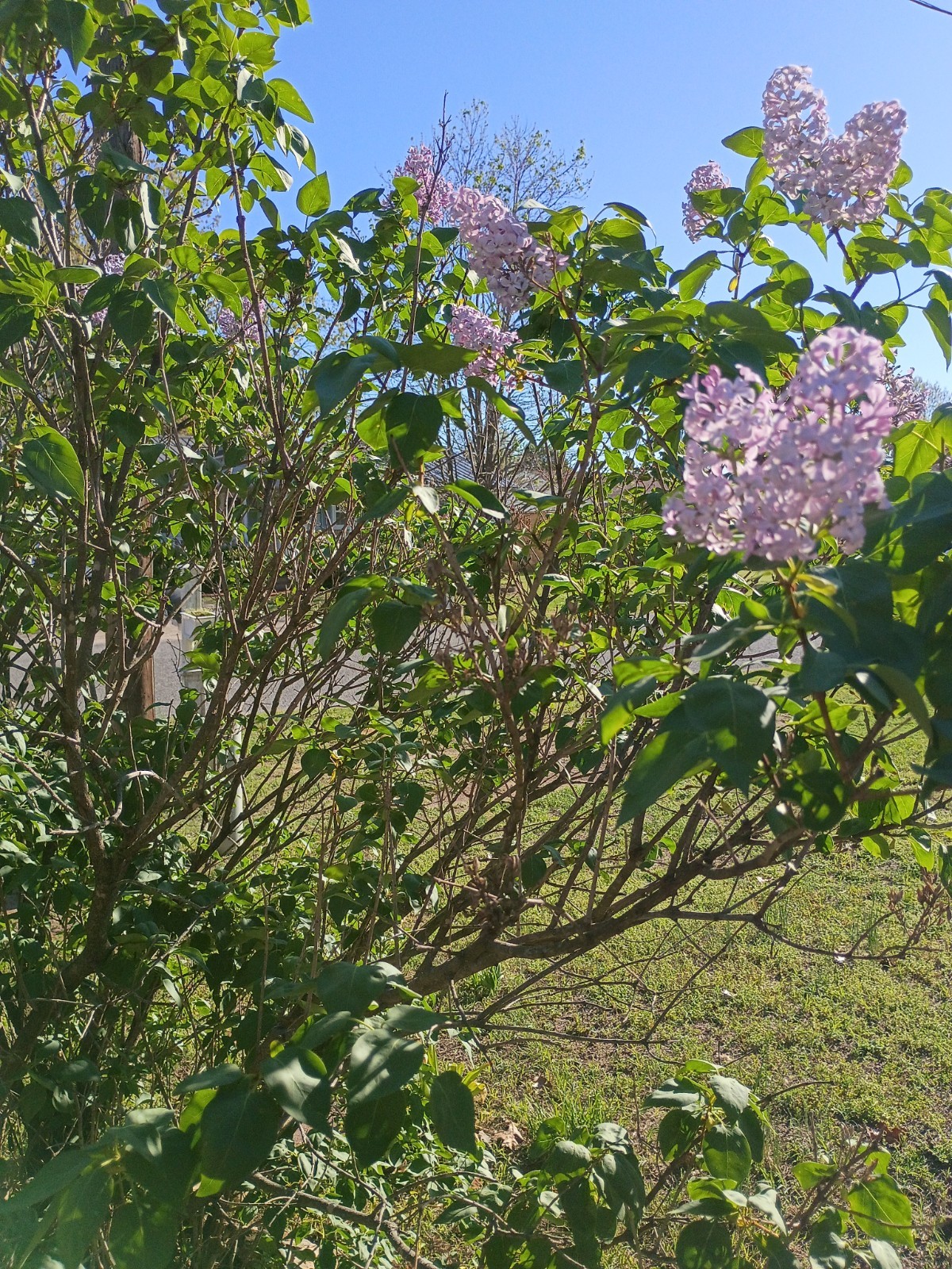 Common Lilac Shrub Sapling Ships In 2 Quart Pot 6-12" Tall Syringa vulgaris gallery