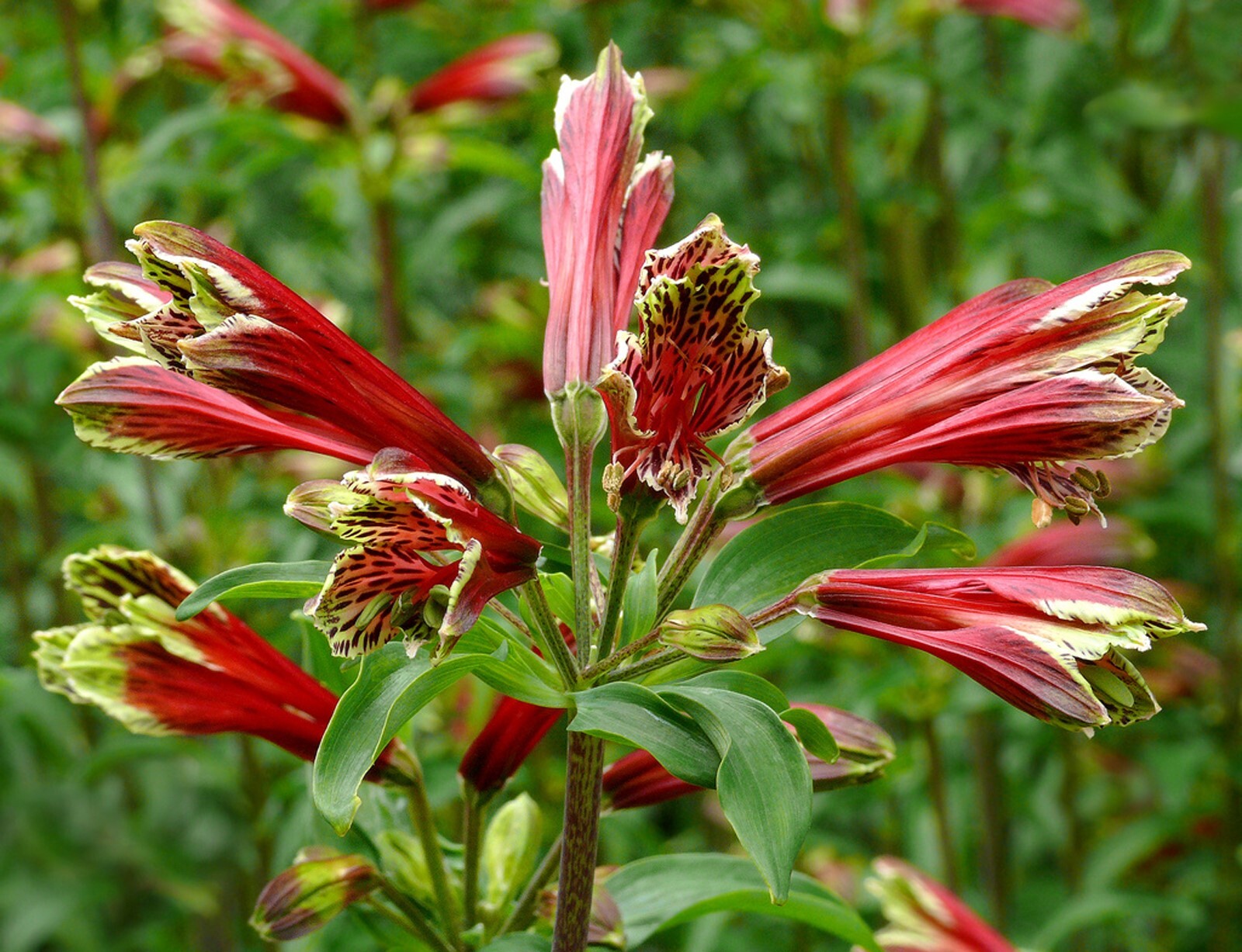 Alstroemeria psittacina | Peruvian lily | Parrot flower | 10_Seeds gallery