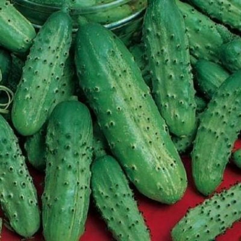 Seeds Cucumber Vegetable Nezhinsky 12 Organic Heirloom NON-GMO Ukraine gallery