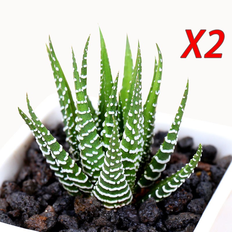 2 Pack Rare Cactus Succulent Plants | Live House Plants for Home & Office Decor gallery