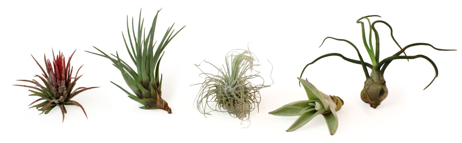 5 Pack Assorted Live Tillandsia Air Plants - Low Maintenance - Exotic Variety gallery