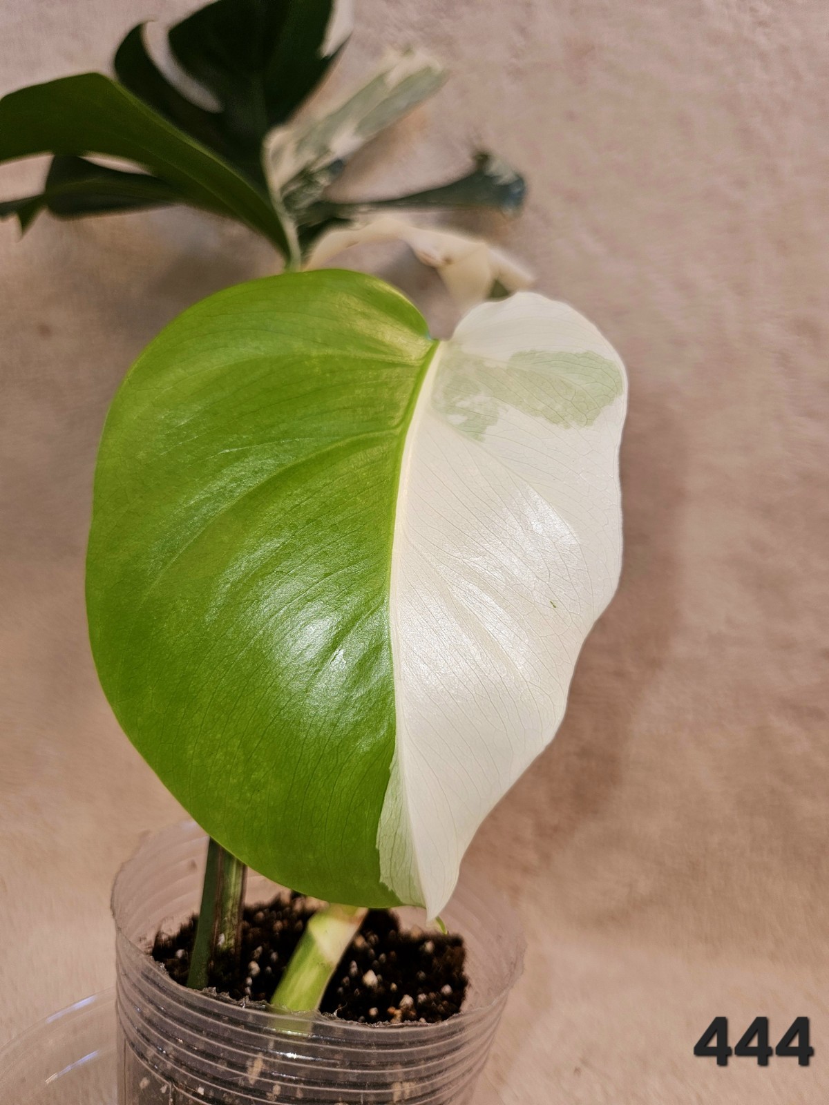 Highly Variegated Monstera Albo Half Moon Premium Variegation gallery