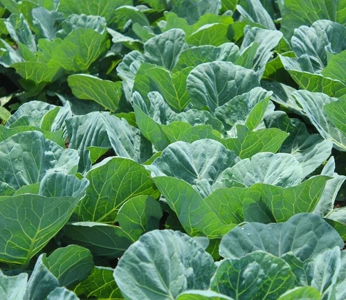 Collard 'Georgia Southern' (Brassica oleracea) non-GMO Heirloom seeds 350ct gallery