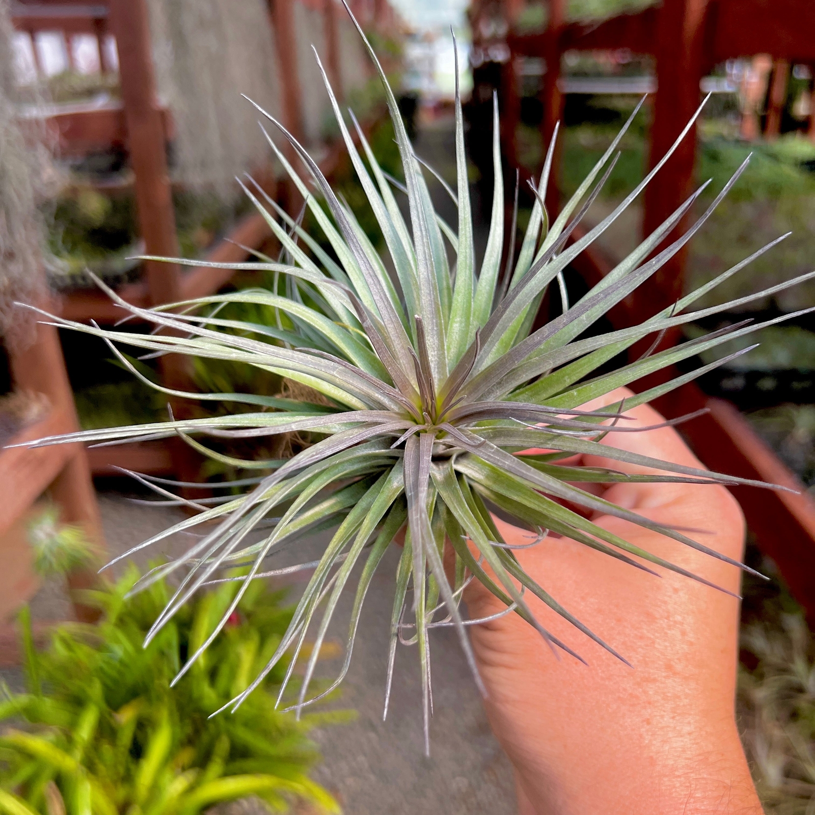 Stricta Iridescent Air Plant (Beautiful Shimmer) gallery