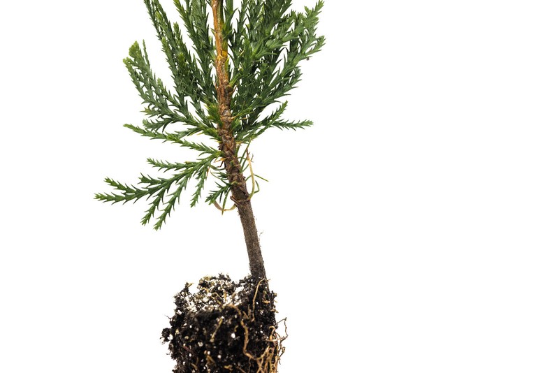 Incense Cedar | Small Tree Seedling | The Jonsteen Company gallery