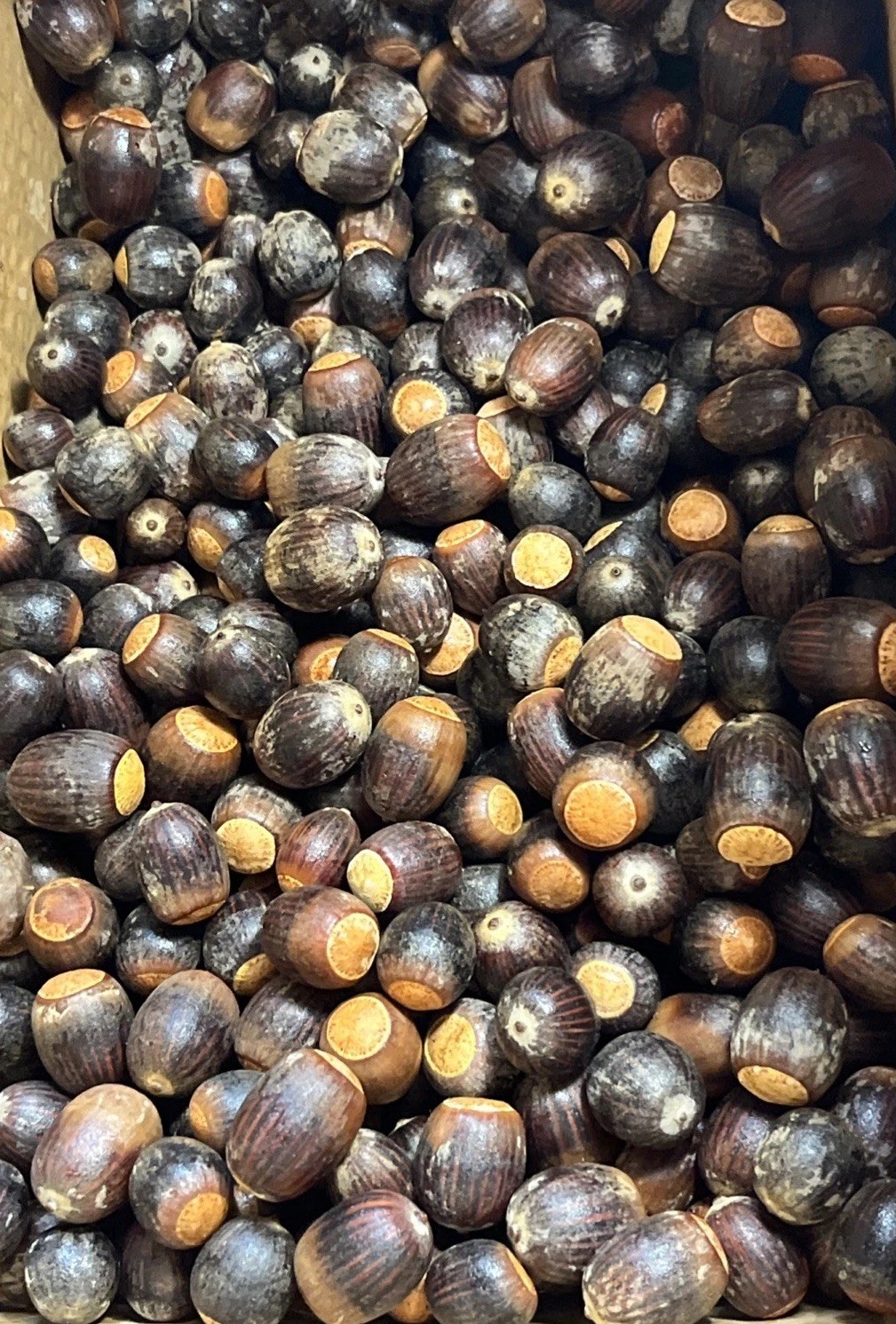 200 Oak Acorns Float Tested Seeds Squirrel Deer Feed Wildlife or Crafts 2025 gallery