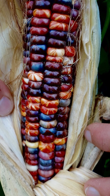 25 Painted Mountain Corn Seeds . Organic . Vibrant. Rare. Non Gmo. Annual . gallery