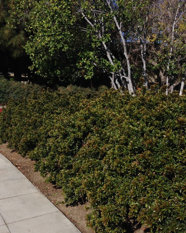 Dwarf Brush Cherry (Eugenia globulis) - 1 TC Plant Plug -1-3 in.- Edible/Topiary gallery