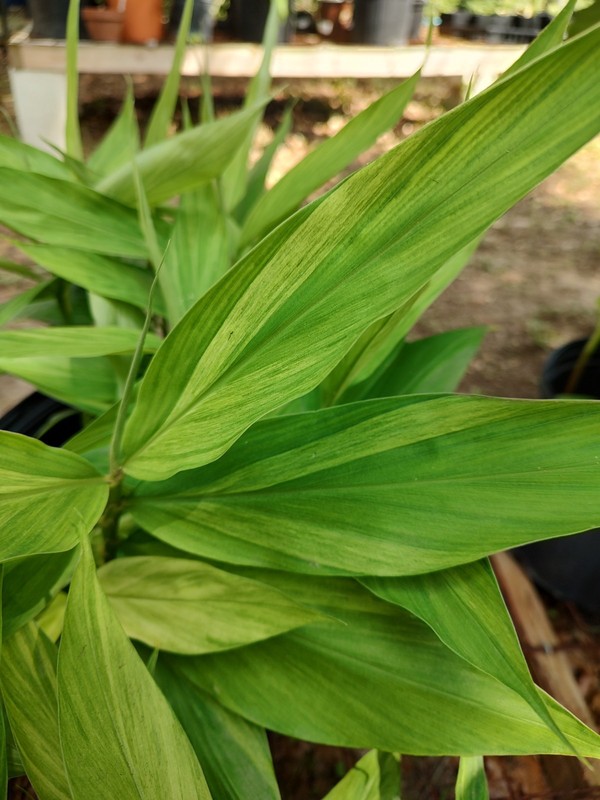 Zingiber Mioga 'Silver Arrow' (Variegated)/Variegated Ginger gallery
